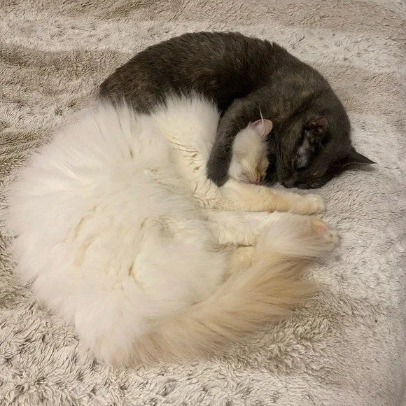 🚨ATTENTION🚨 - Picture 4 of 8